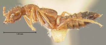 Media type: image;   Entomology 6578 Aspect: habitus lateral view